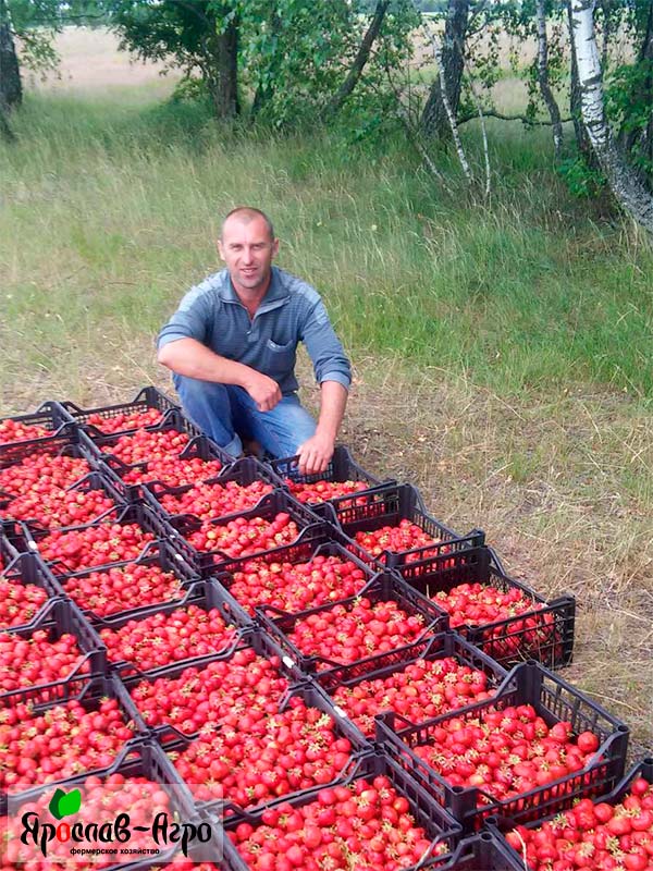 Бизнес план клубника в открытом грунте